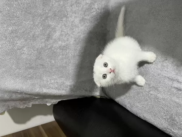 Son Kalan Erkek Bebek Scottish Fold