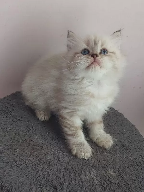A Kalite British Silver Longhair Erkek Teslime Hazir
