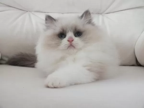 Full Şecereli Ragdoll Yavruları