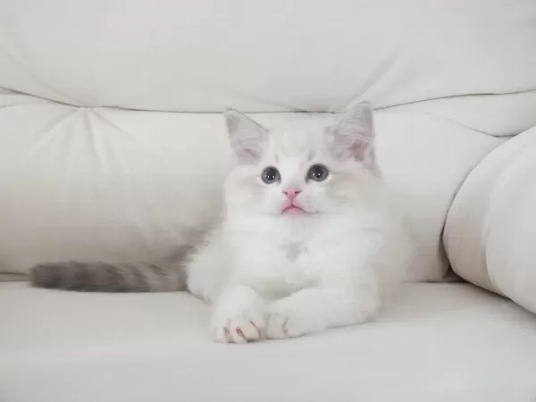 Full Şecereli Ragdoll Yavruları
