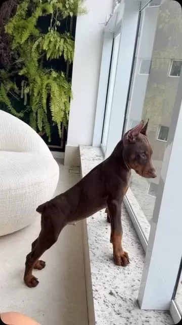 Hasım Yok Eden Cinsten Doberman