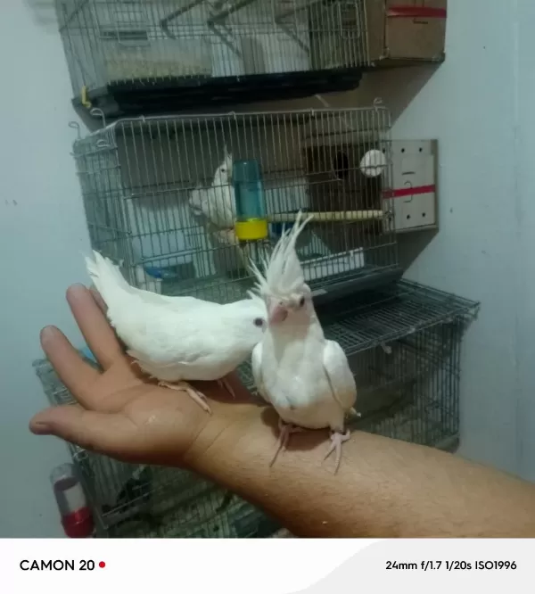 Süt Beyaz Sultan Papağanı Yavrular