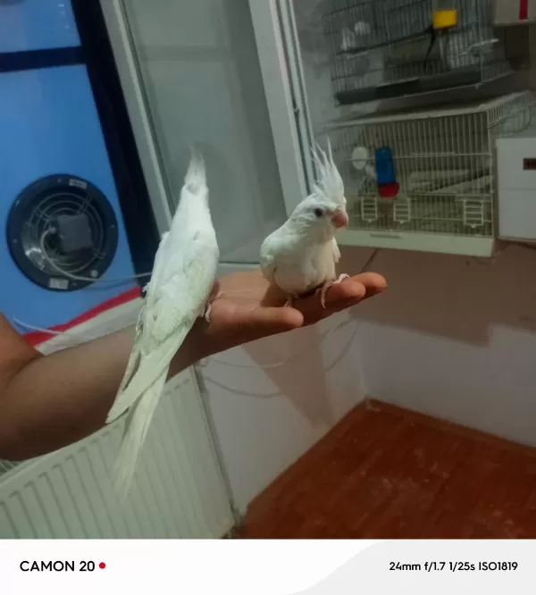 Süt Beyaz Sultan Papağanı Yavrular