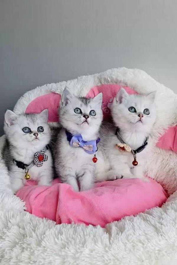 Sürmeli Silver British Shorthair Bebeklerim