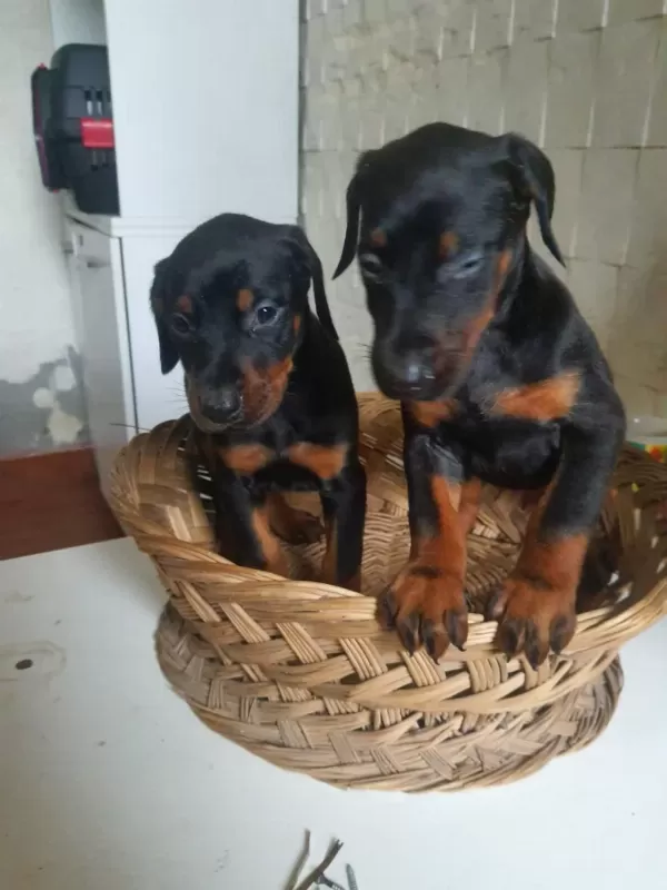 Mükemmel King Doberman Yavrularım