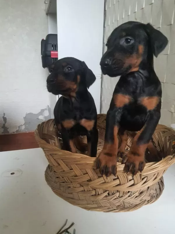 Mükemmel King Doberman Yavrularım