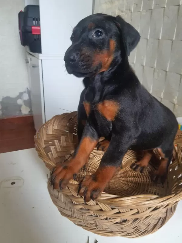 Mükemmel King Doberman Yavrularım