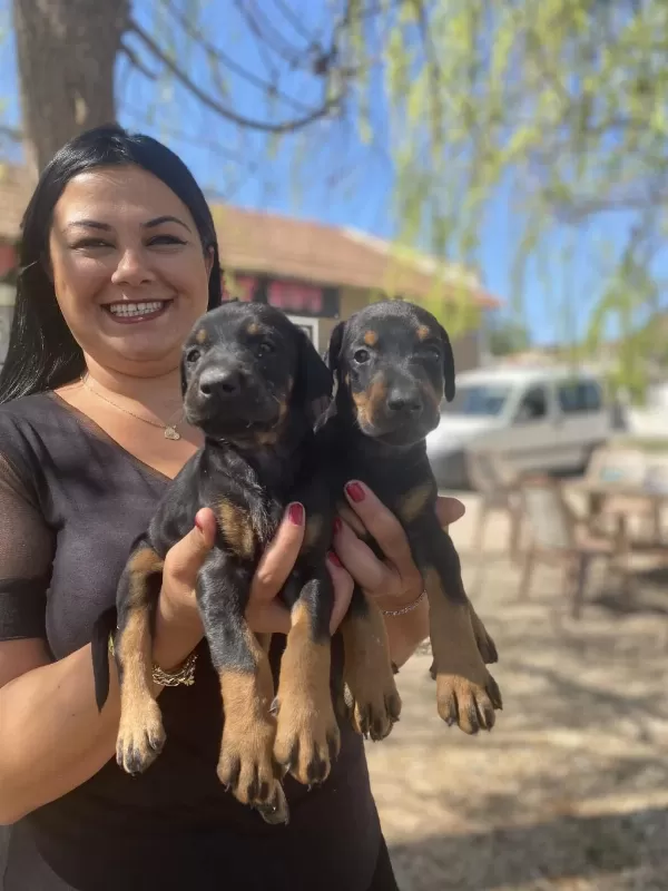 Mükemmel King Doberman Yavrularım