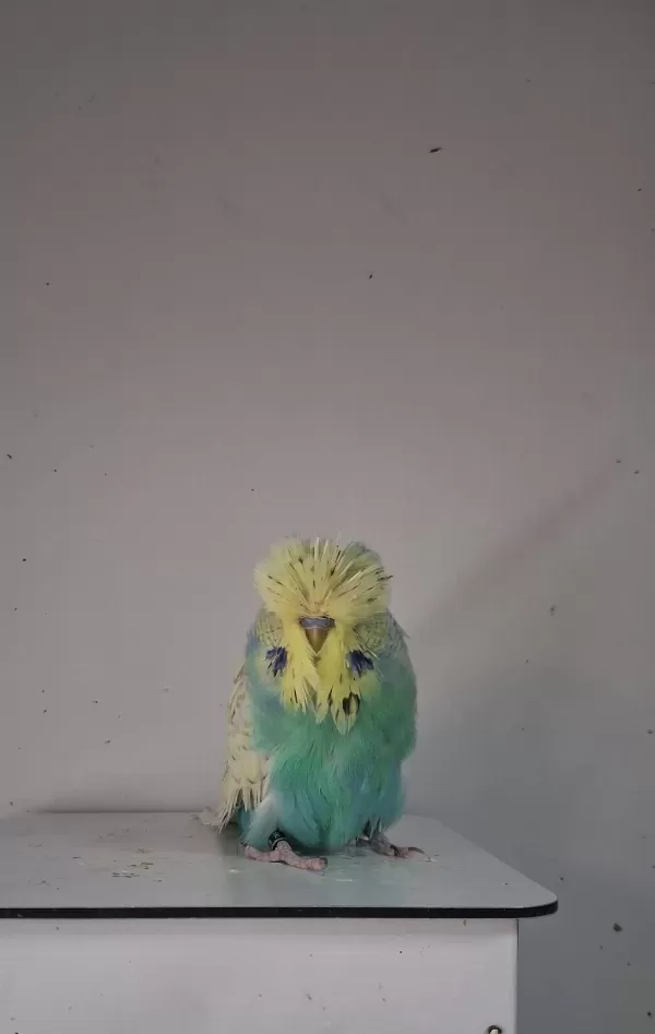 Show Jumbo Erkek Muhabbet Kuşları