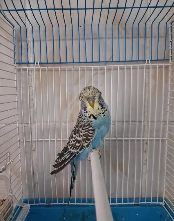 Show Jumbo Erkek Muhabbet Kuşları