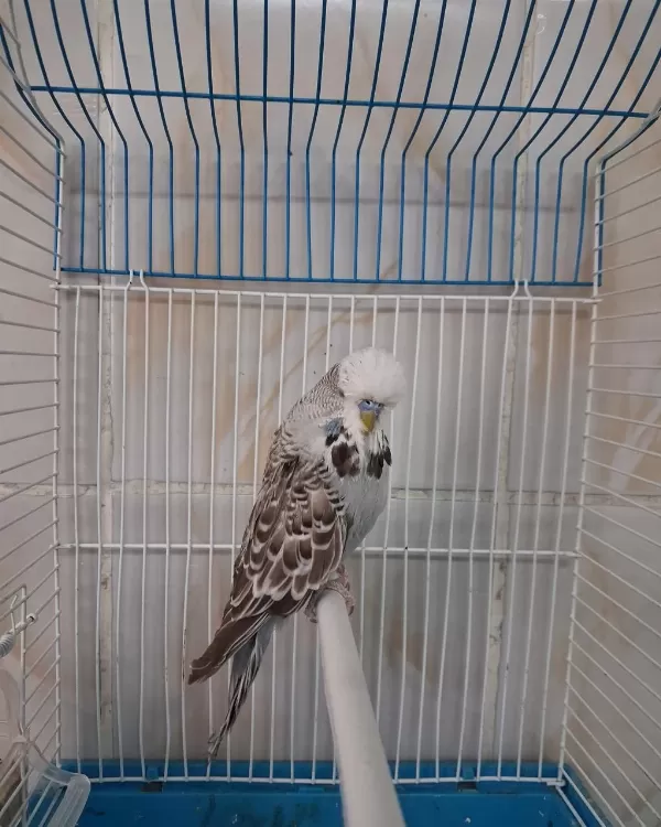 Show Jumbo Erkek Muhabbet Kuşları