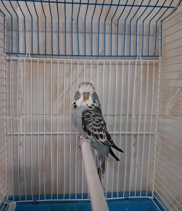 Show Jumbo Erkek Muhabbet Kuşları
