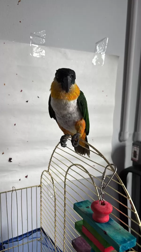 Caique Papağanı (siyah Başlı Caique)