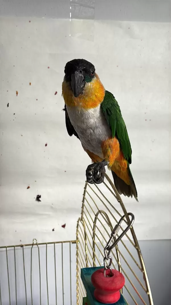 Caique Papağanı (siyah Başlı Caique)