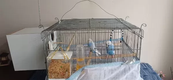 1.5 Yaşında Muhabbet Kuşu Eşler 2 Adet Yavrusu Var