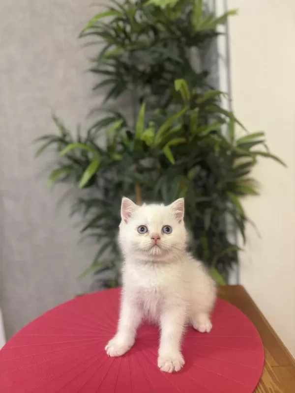 British Shorthair Red Point Yavrularim