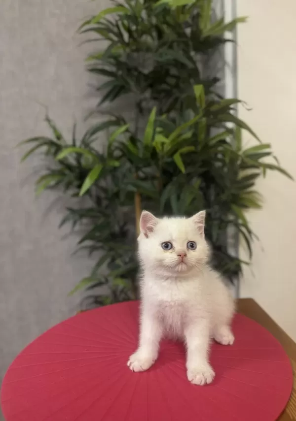 British Shorthair Red Point Yavrularim