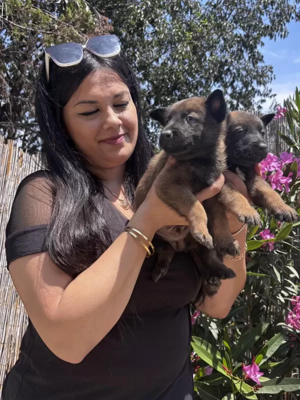 Üst Kalite Aşılı Safkan Malinois Yavrularım
