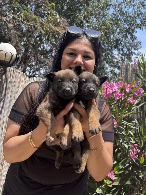 Üst Kalite Aşılı Safkan Malinois Yavrularım