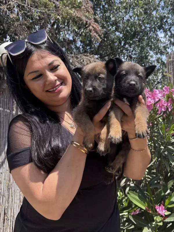 Üst Kalite Aşılı Safkan Malinois Yavrularım