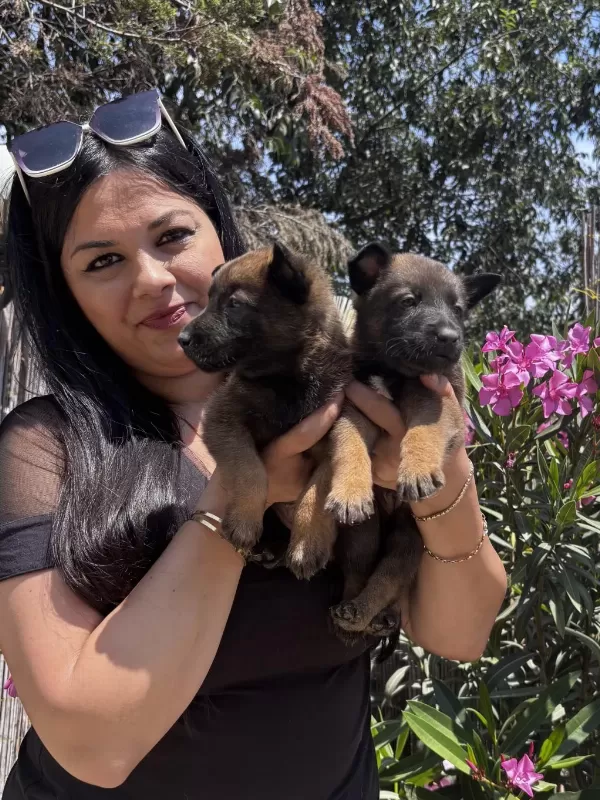 Üst Kalite Aşılı Safkan Malinois Yavrularım