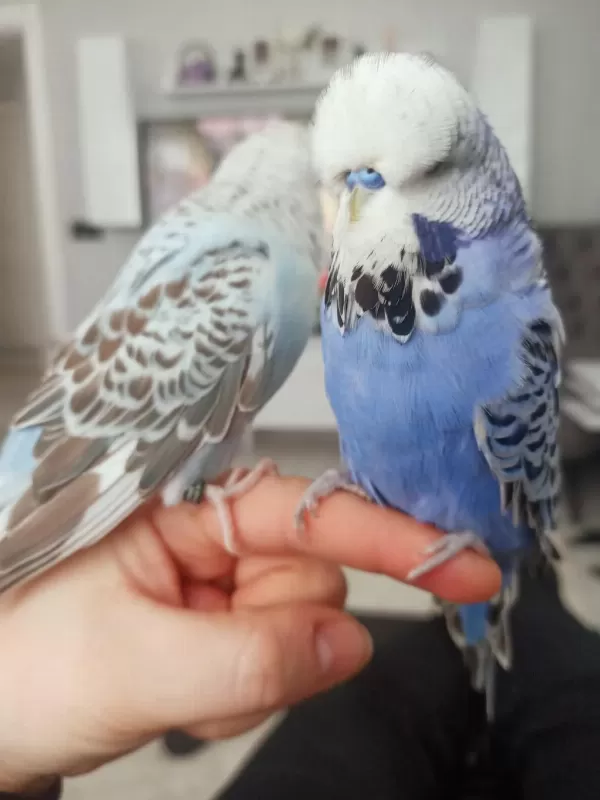 Takim Show Jumbo Üst Vasif Muhabbet Kuşu
