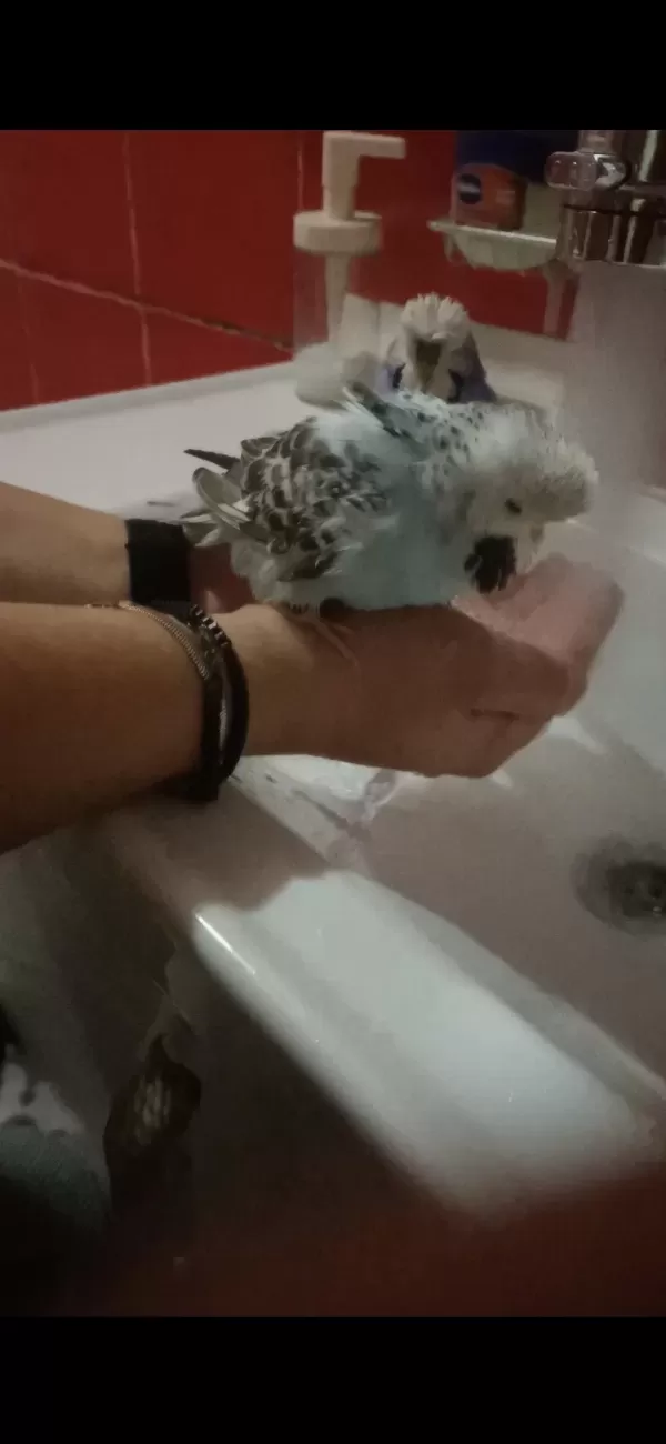 Takim Show Jumbo Üst Vasif Muhabbet Kuşu