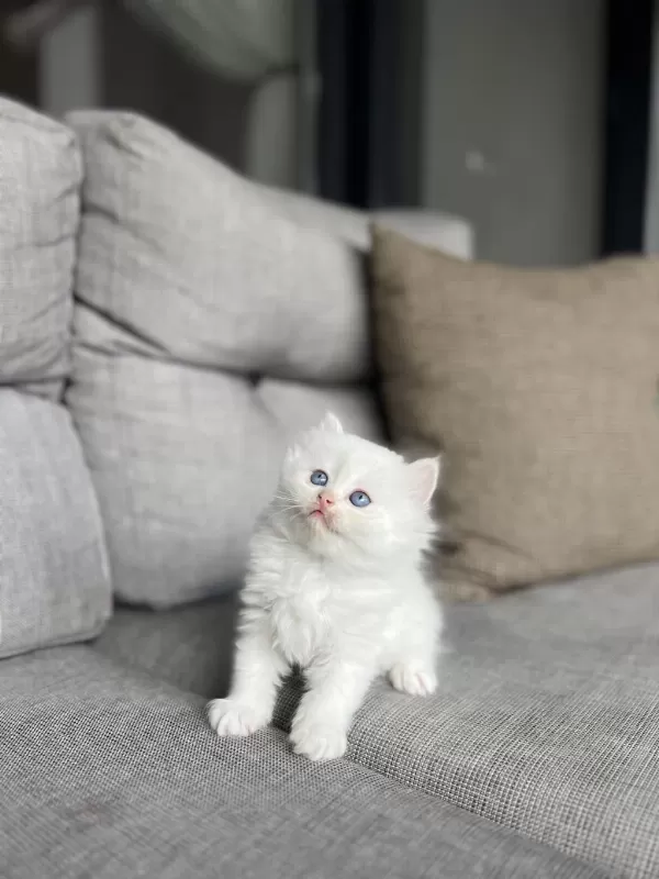 Beyaz Mavi Gözlü British Longhair Yavrularim