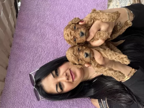 Red Brown Toy Poodle Yavrularım