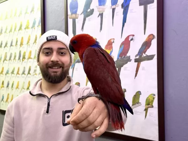 Kirmizi Eğitimli Eclectus Papağanimiz