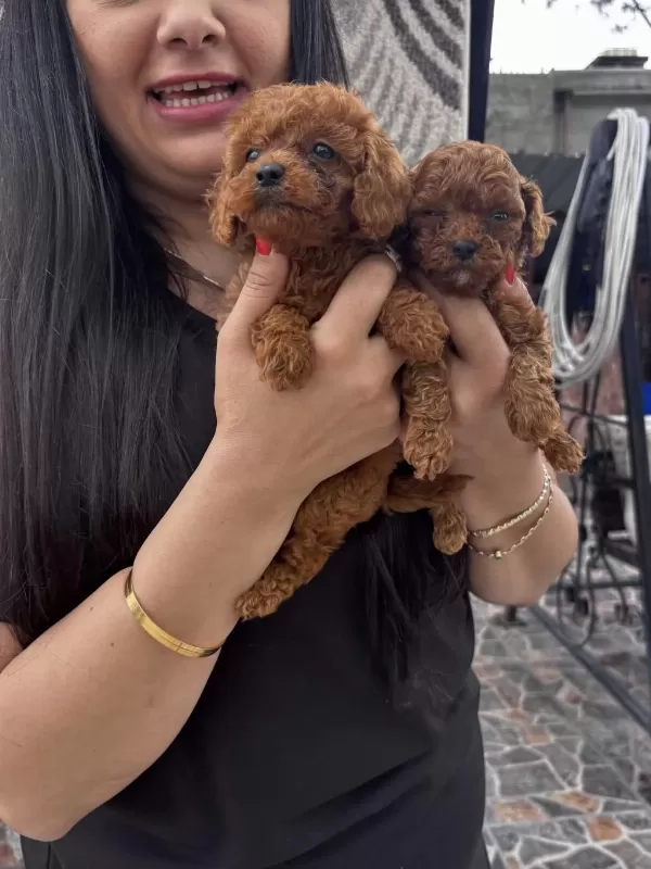 Kilo Garantili Toy Poodle Yavrularım