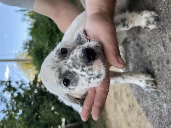 Dişi Setter Av Köpeği Yavrusu