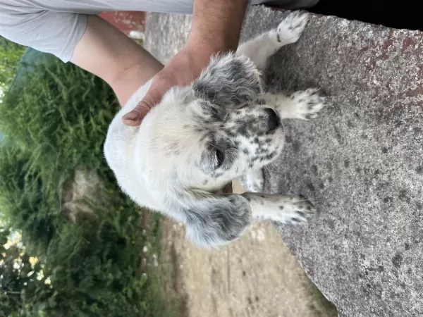 Dişi Setter Av Köpeği Yavrusu