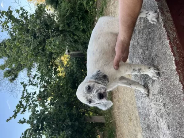 Dişi Setter Av Köpeği Yavrusu