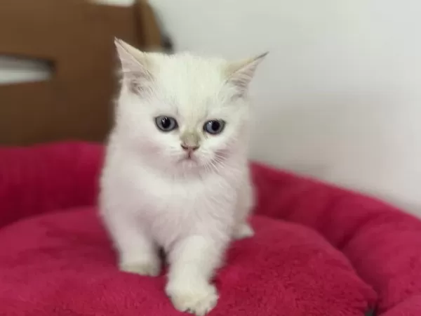 Nadir Olan Beyaz Mavi Gözlü British Shorthair Yavrular