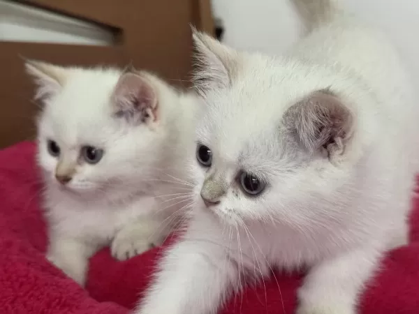 Nadir Olan Beyaz Mavi Gözlü British Shorthair Yavrular