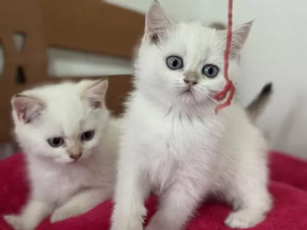 Nadir Olan Beyaz Mavi Gözlü British Shorthair Yavrular