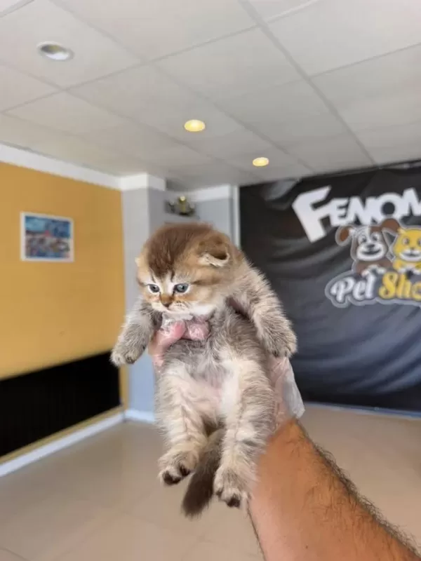 Top Kafa Scottish Fold Yavrulari Fenomen Pet Shop Ank