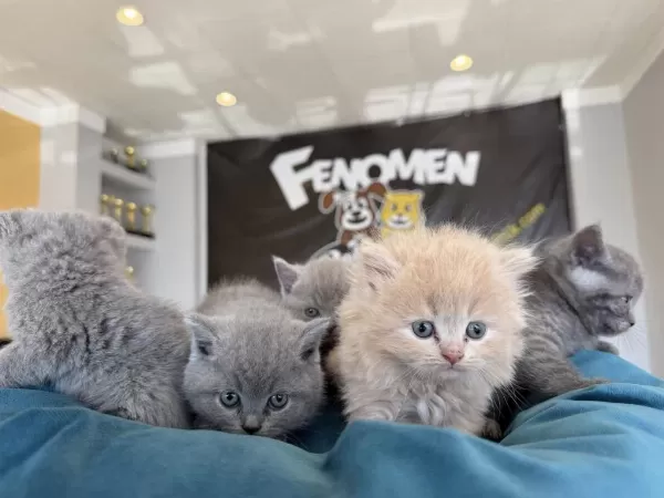 Kediciden Renk Renk British Shorthair Yavrulari Ankara