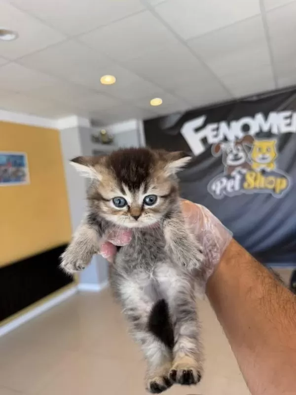 Kediciden Renk Renk British Shorthair Yavrulari Ankara
