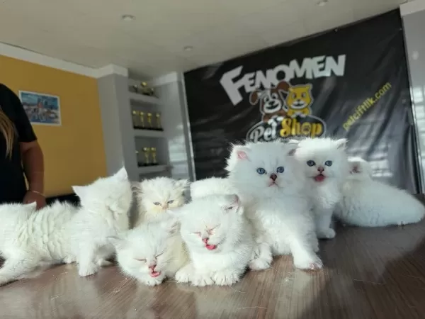 Kediciden Renk Renk British Shorthair Yavrulari Ankara