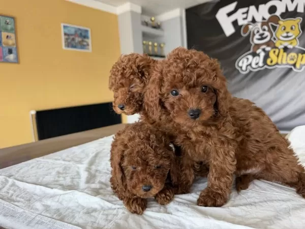 Wc Egitimli Toy Poodle Yavrularimiz Fenomen Pets Ankara