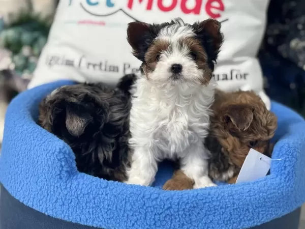 Çok Özel Tea Cup Morkie Yavrular Ziyarete Açık