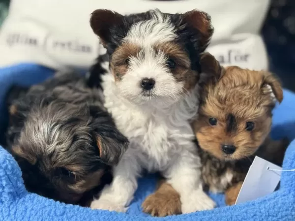 Çok Özel Tea Cup Morkie Yavrular Ziyarete Açık