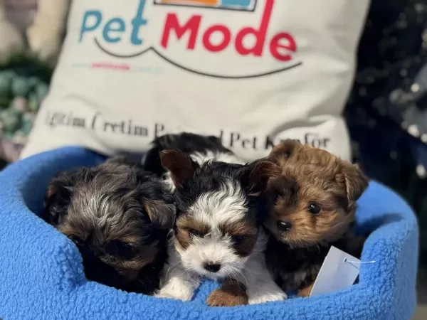 Çok Özel Tea Cup Morkie Yavrular Ziyarete Açık
