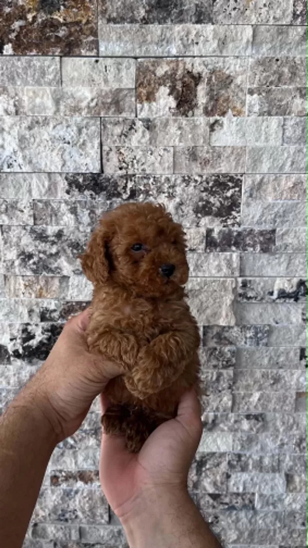 Biblo Güzelliğine Sahip Red Brown Poodle Bebekler
