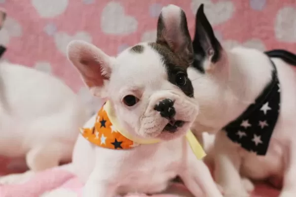 French Bulldog Yavrulari