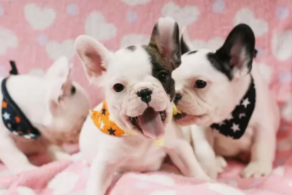 French Bulldog Yavrulari