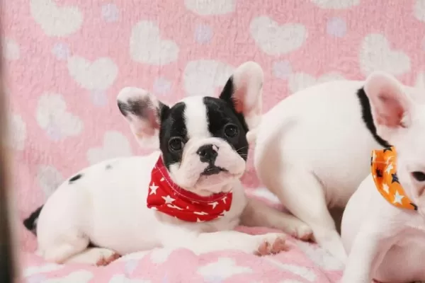 French Bulldog Yavrulari