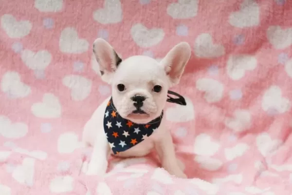 French Bulldog Yavrulari